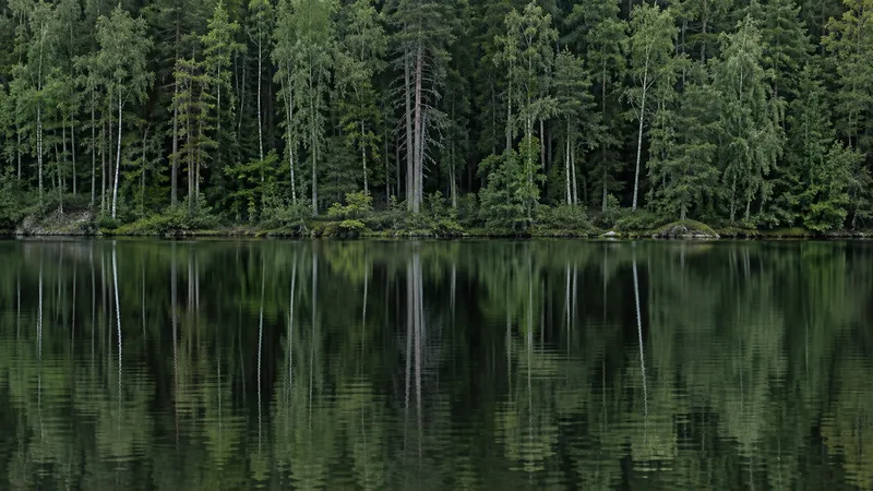 A forest reflected in dark, still lake water